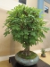 Aesculus hippocastanum, meistras Walter Schreiner, Austrija