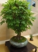 Aesculus hippocastanum, meistras Walter Schreiner, Austrija