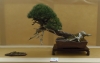Pinus mugo, meistras Kęstutis Ptakauskas, Lietuva