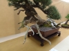 Pinus mugo, meistras Kęstutis Ptakauskas, Lietuva