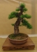 Larix decidua, meistras Kęstutis Ptakauskas, Lietuva