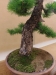Larix decidua, meistras Kęstutis Ptakauskas, Lietuva
