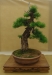 Larix decidua, meistras Kęstutis Ptakauskas, Lietuva