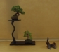 Caprinus coreana, Juniperus chinensis, meistras Kestutis Ptakauskas, Lietuva