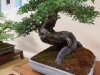 Crataegus, meistras Tony Tickle, Jungtinė karalystė