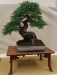 Crataegus, meistras Tony Tickle, Jungtinė karalystė