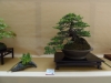 Pinus sylvestris, meistras Delorgeril Baudouin, Monakas