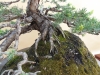 Pinus sylvestris, meistras Delorgeril Baudouin, Monakas