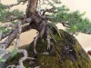 Pinus sylvestris, meistras Delorgeril Baudouin, Monakas