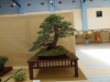 Pinus sylvestris, meistras Delorgeril Baudouin, Monakas