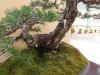 Pinus sylvestris, meistras Delorgeril Baudouin, Monakas