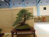 Pinus sylvestris, meistras Delorgeril Baudouin, Monakas