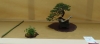 Juniperus sabina,meistras Bernard Jaworowicz, Monakas