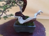 Juniperus sabina,meistras Bernard Jaworowicz, Monakas