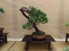 Juniperus, meistras Bernard Jaworowicz, Monakas