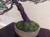 Juniperus, meistras Bernard Jaworowicz, Monakas
