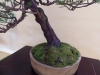 Juniperus, meistras Bernard Jaworowicz, Monakas