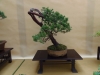Juniperus, meistras Bernard Jaworowicz, Monakas