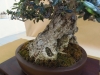 Olea europaea, meistras Patrice Rolando, Monakas