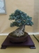 Olea europaea, meistras Patrice Rolando, Monakas