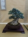 Olea europaea, meistras Patrice Rolando, Monakas