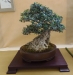 Olea europaea, meistras Patrice Rolando, Monakas