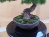 Larix decidua, meistrai Andrea Schroder ir Klaus Monch, Vokietija