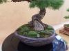 Larix decidua, meistrai Andrea Schroder ir Klaus Monch, Vokietija