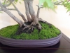 Acer palmatum, meistras Delorgeril Baudouin, Monakas