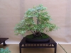 Acer palmatum, meistras Delorgeril Baudouin, Monakas