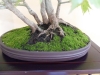 Acer palmatum, meistras Delorgeril Baudouin, Monakas