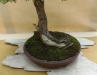 Picea abies, meistras Hugo Berther, Šveicarija