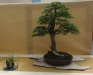 Picea abies, meistras Hugo Berther, Šveicarija