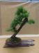 Larix decidua, meistras Kęstutis Ptakauskas, Lietuva