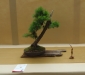 Larix decidua, meistras Kęstutis Ptakauskas, Lietuva