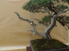 Pinus uncinata, meistras Vaclav Novak, Čekija