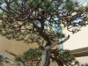 Pinus uncinata, meistras Vaclav Novak, Čekija
