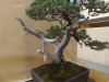 Pinus uncinata, meistras Vaclav Novak, Čekija