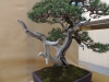 Pinus uncinata, meistras Vaclav Novak, Čekija
