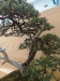 Pinus uncinata, meistras Vaclav Novak, Čekija