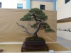 Pinus uncinata, meistras Vaclav Novak, Čekija