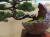 Juniperus chinensis 'Itoigava', meistras Walter Schmutz, Šveicarija