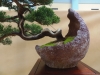 Juniperus chinensis 'Itoigava', meistras Walter Schmutz, Šveicarija