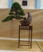 Juniperus chinensis 'Itoigava', meistras Walter Schmutz, Šveicarija
