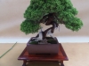 Juniperus chinensis, meistras Walter Schmutz, Šveicarija