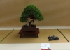 Juniperus chinensis, meistras Walter Schmutz, Šveicarija