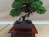 Juniperus chinensis, meistras Walter Schmutz, Šveicarija