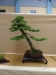 Larix kaempferi, meistras Sebastian Zydek, Lenkija