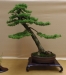 Larix kaempferi, meistras Sebastian Zydek, Lenkija
