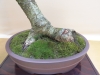 Larix kaempferi, meistras Sebastian Zydek, Lenkija